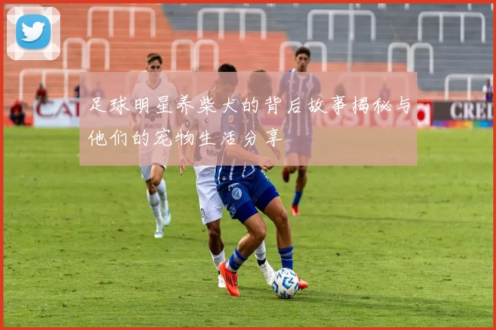 足球明星养柴犬的背后故事揭秘与他们的宠物生活分享